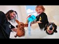 MY DOGS MORNING ROUTINE!! making a Pet Swimming Pool with Dad! (new cleaning game)