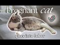 Pregnant Cat Goes Into Labor! | VLOG of our first foster ever