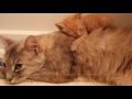 Download Heartbroken Cat Finds Happiness When She Becomes Mom to Orphaned Kitten In Need of Love mp4 3gp mp3 videos - waplic