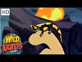 Wild Kratts |Learn about the Fire Salamander|Animals