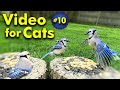 TV for Cats | Backyard Bird and Squirrel Watching | Video 10