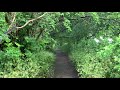 Rainy Day Path in Glastonbury | Gentle Rain Falling Through the Leaves | Soothing Sounds for Sleep