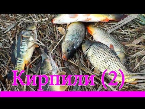 карп на кукурузу весной видео карп на кукурузу весной видео
