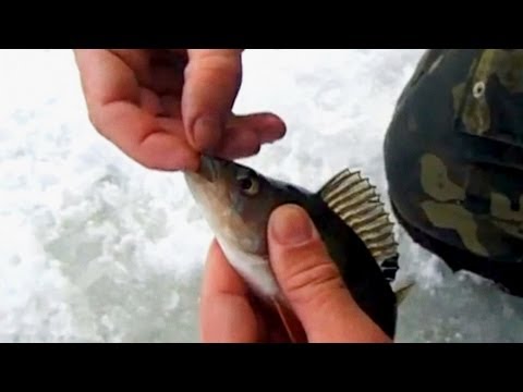 ловля окуня на мормышку ловля окуня сверху мормышку