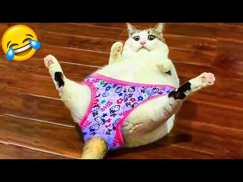 Funniest Cats And Dogs Videos Best Funny Animal Videos 2021 🤣