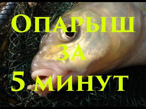 заготовить опарыша для рыбалки заготовить опарыша для рыбалки