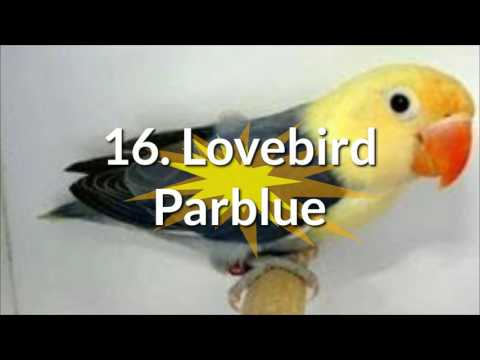 Download Berbagai Jenis Lovebird Cantik di Indonesia dan Penjelasannya free