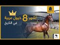 أشهر ثمانية خيول عربية في التاريخ