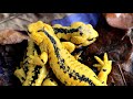 Breeding and Rearing Fire Salamanders