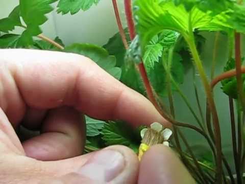 Как опылять клубнику в домашних условиях