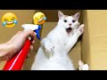 Guilty Dog and cat is so funny😻🐶Try Not to Laugh😹2024 Part 16