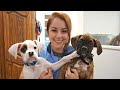 Why you shouldn't get two puppies at once! | Boxer puppies