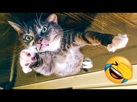 Mountly Best Funny Animal Videos Cute 😹 Cats And 🐶 Dogs Reactions