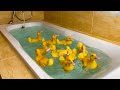 Ducklings swim in the bath