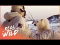 Download Polar Bear Cub Wants To Befriend Humans | Wild Things Shorts mp4 3gp mp3 videos - waplic