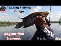 EP-110 Bamboo rod using catching jaguar fish,, harvest time,,#followers #highlights