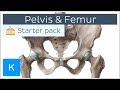 Pelvis (Hip bone) and Femur - Human Anatomy | Kenhub