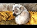 Puppy Beaten and Injured, Starving, Curling up in the box and Crying