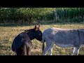 donkeys matting season, donkeys enjoy, donkeys love each other.  #viralvideo