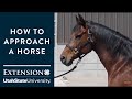 How to Approach a Horse