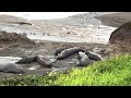 Watching Elephant Seals on a Stormy California Coast | Feb. 4, 2024