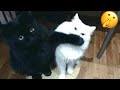 Try Not To Laugh 🤣 New Funny Cats Video 😹 - MeowFunny Part 28