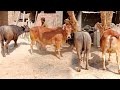 Village Amazing Cow and buffalo Meetin Fast video 😍
