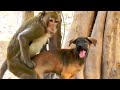 STRANG ! UNBELIVEABLE monkey feeling with dog .