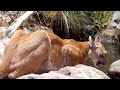 Trail Camera Setup and Pickup: Hidden Mountain Pool (Arizona Wildlife)