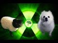 Imagine Doggos - Radioactive