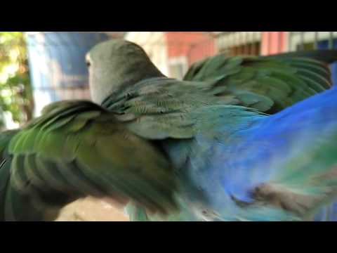 Download LOVEBIRD MUKA SALEM LEPAS LANDAS free