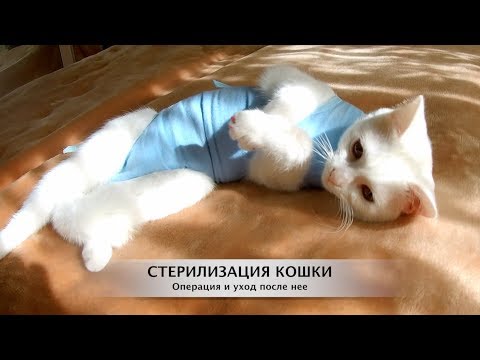 термобелье Этот стерилизация кошки и кота шерсти требует