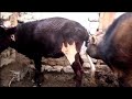 My Bull and Cow excellent ||Yak VS Cow||