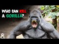 6 Animals That Could Defeat A Gorilla