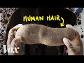 Download How your split ends can help clean oil spills mp4 3gp mp3 videos - waplic
