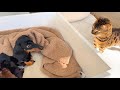 Mimi’s Family Diary- How does Bengal Cat Mimi react to Dachshund puppies?