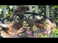 Bird watching  "Sparrow" スズメの水浴び④
