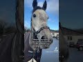 💙 Equestrian tiktoks #5 💙
