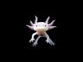 Axolotl | The Cute Water Dragon