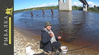 клев рыбы на реке волхов клев рыбы на реке волхов