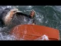 The Huge Blooper That Everyone Missed in Jaws, It’s Obvious Now