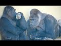 Huge Male Gorilla Gazes At A Female And Asks Her To Mate❤️ | Shabani & Ai