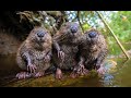 Robotic Spy Beaver Makes Friends With Beaver Family & Little Muskrat too!