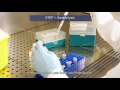 VIASURE Real Time PCR Detection Kits. Nucleic acids extraction & Initiation Protocol