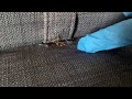 How to Prevent a Bed Bug Infestation in Your Home
