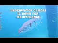Underwater Camera - Currently down for maintenance