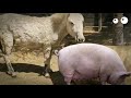 Donkey and pig! Attempting to Hybridize Donkeys and Pigs #animals video