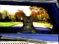 TOONCES  the Cat Who Could Drive a Car