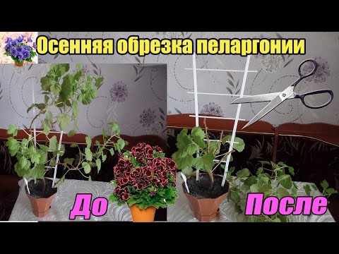 Как формировать герань в домашних условиях 907