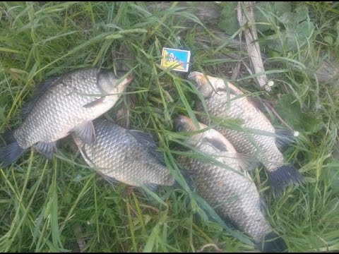 Снасть убийца карасям пробка